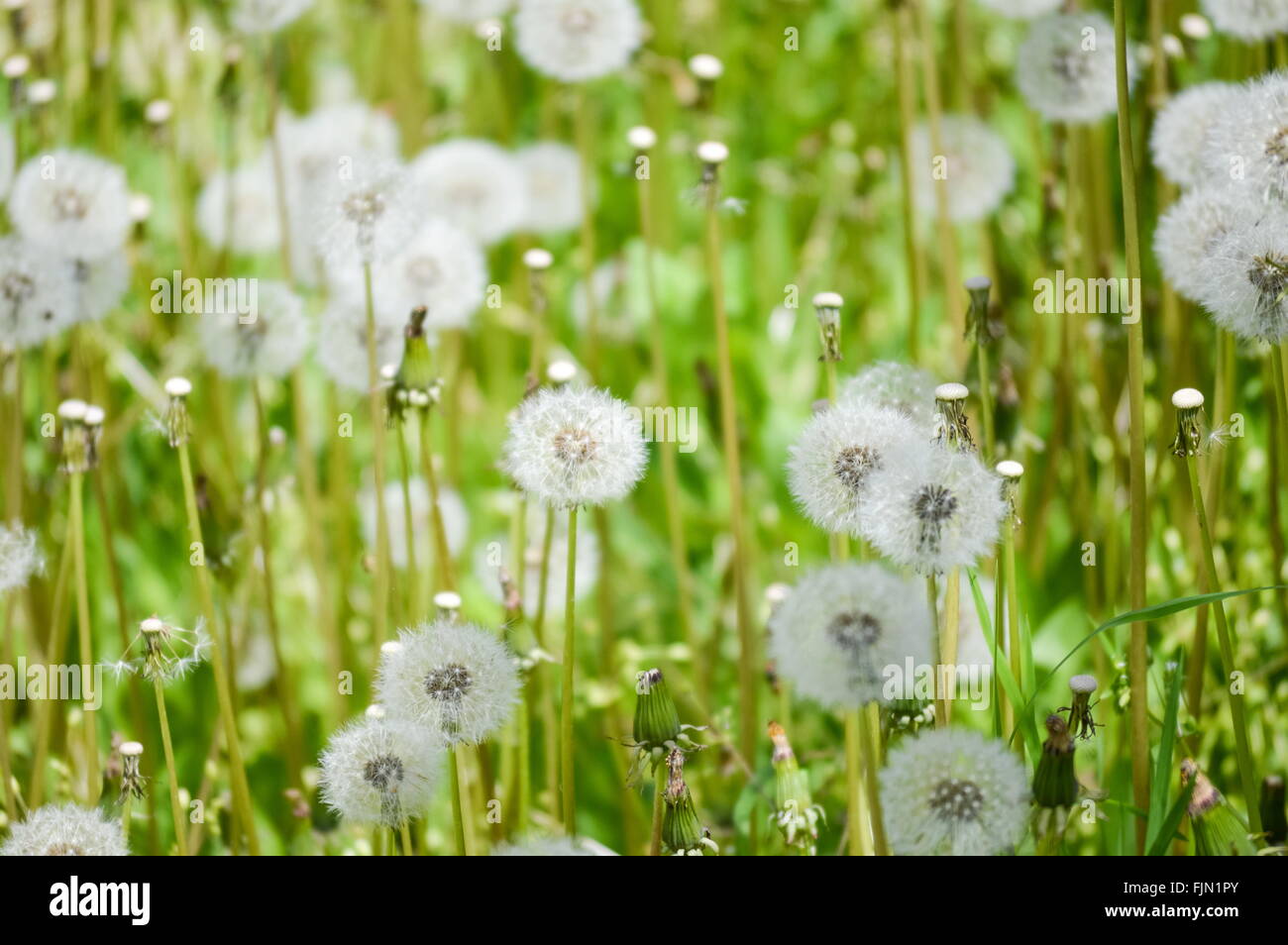 Close up of a field filled with dandelions Stock Photo