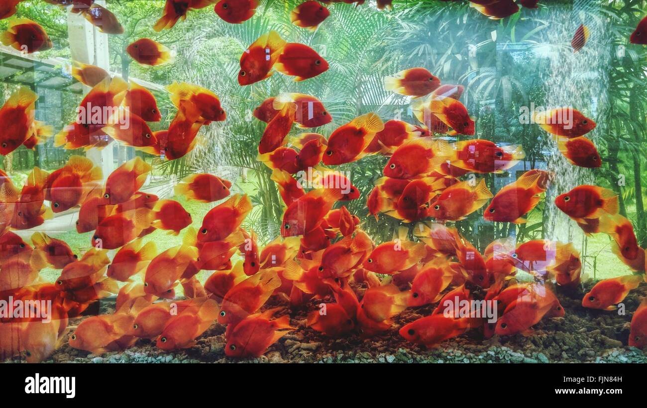School Of Fish Swimming In Fish Tank Stock Photo Alamy