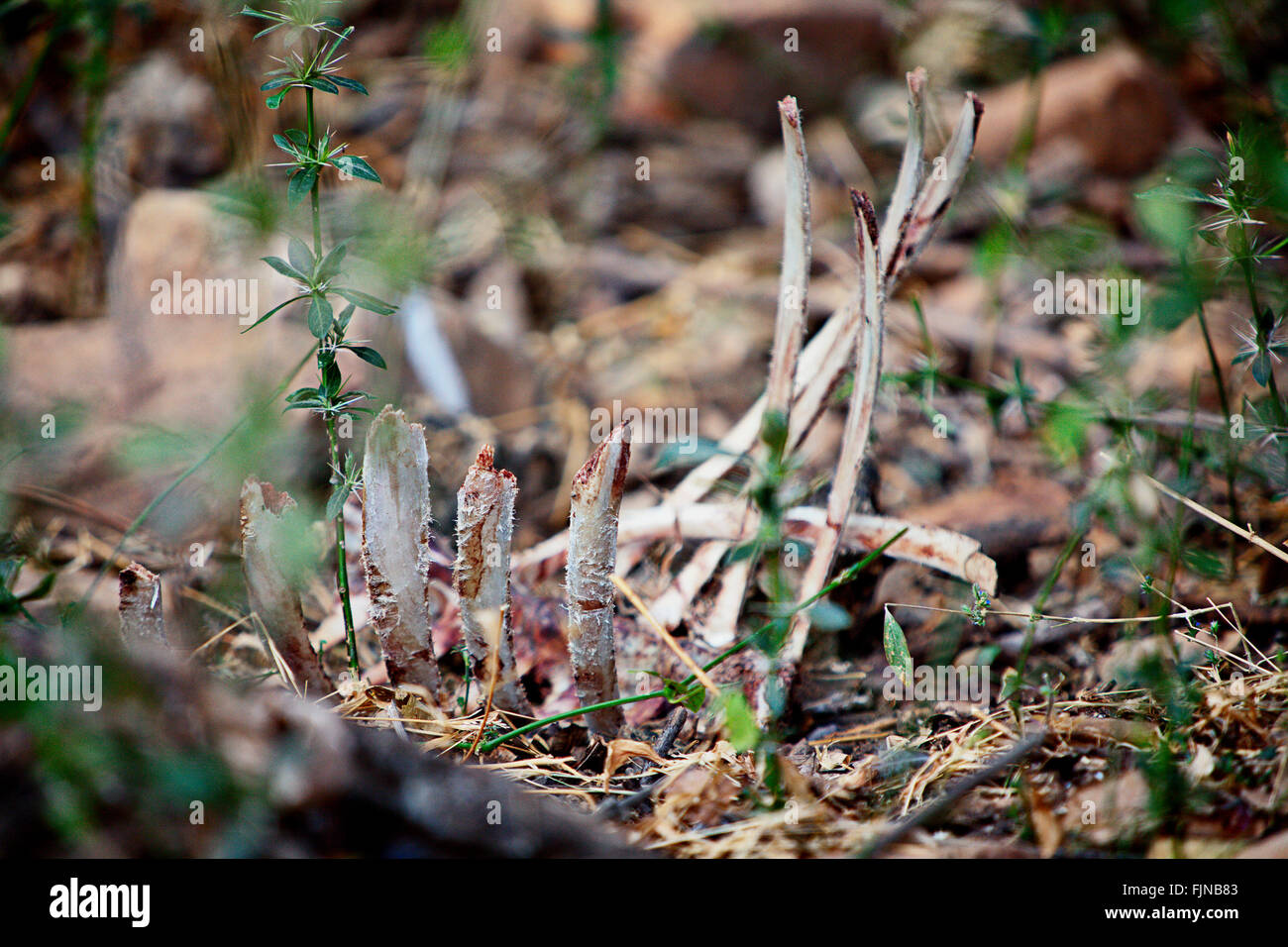 Rib cage (bones) of a deer that tiger has eaten. Ranthambore National Park, India Stock Photo
