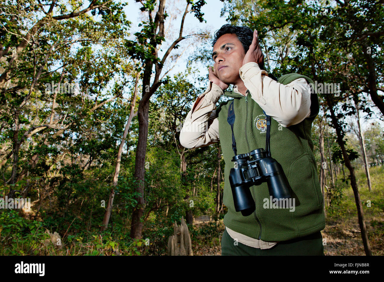 Guide with binocular listening for tiger warning calls in Corbett National Park, one of the best tiger reserves in India. Stock Photo