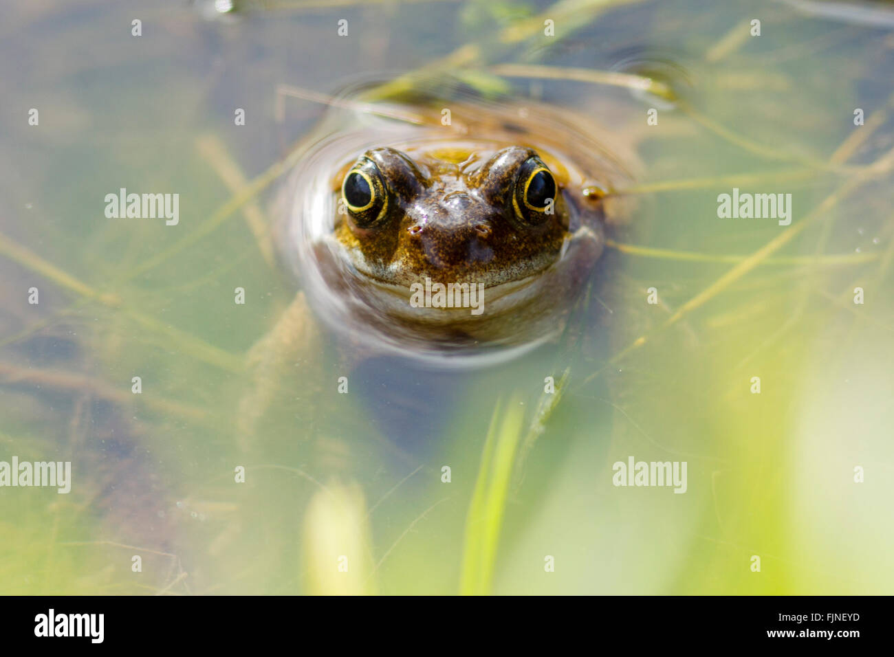 3rd March, 2016. UK Weather: A frog (Rana temporaria) soaks up some spring sunshine in East Sussex, UK Credit:  Ed Brown/Alamy Live News Stock Photo