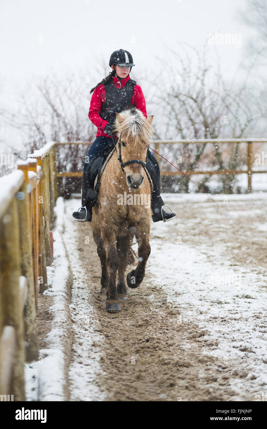Young girl riding on Fjord horse in the arena in snowfall Stock Photo
