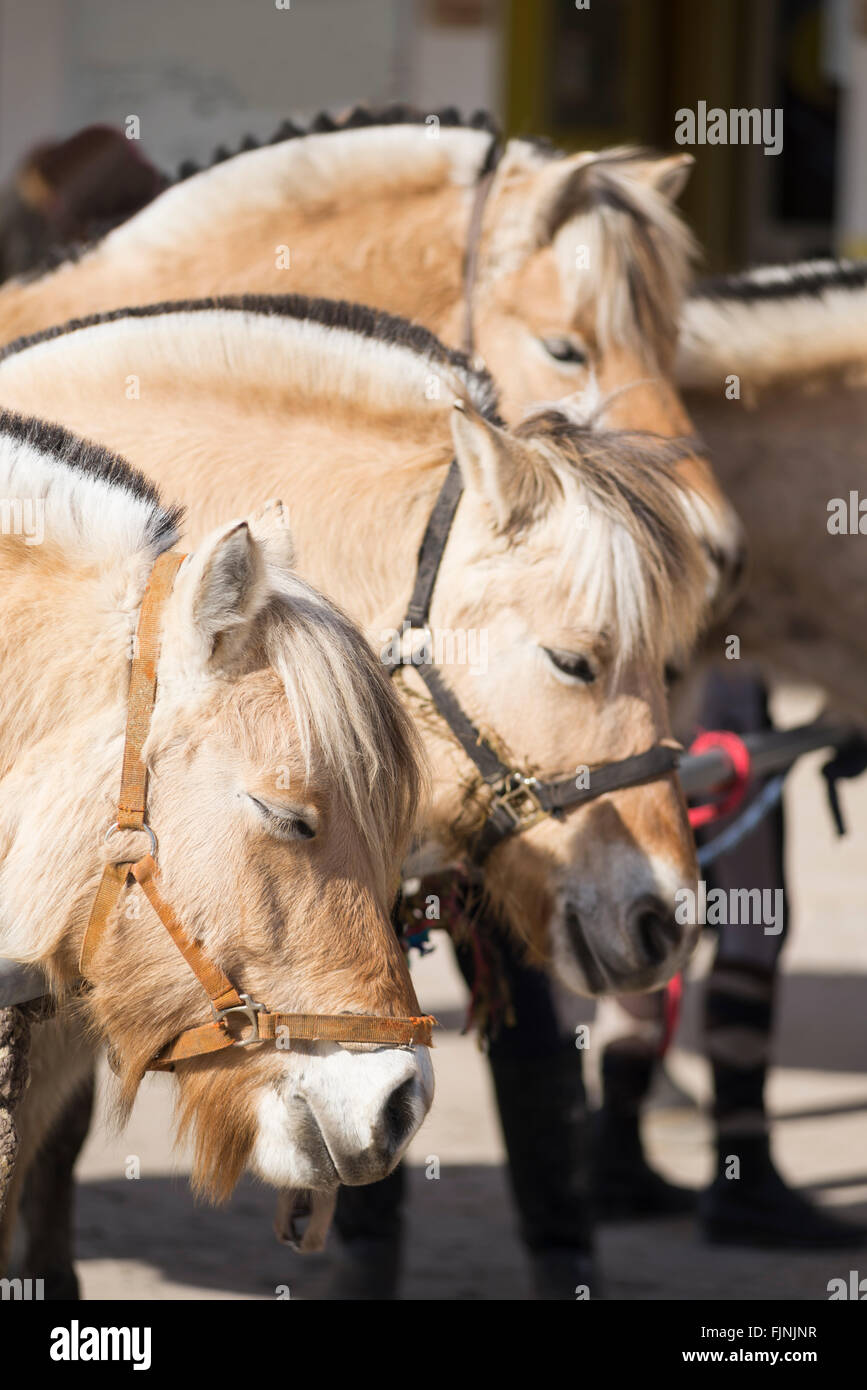 Heads of three fjord horses with halters tethered to a pole on a horse farm being prepared for the riding lesson Stock Photo