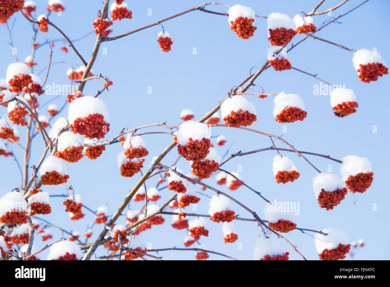 Red rowan in the snow Stock Photo - Alamy
