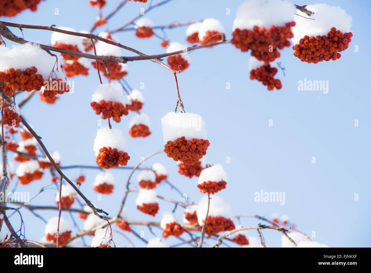 Rowan tree winter blue sky hi-res stock photography and images - Alamy