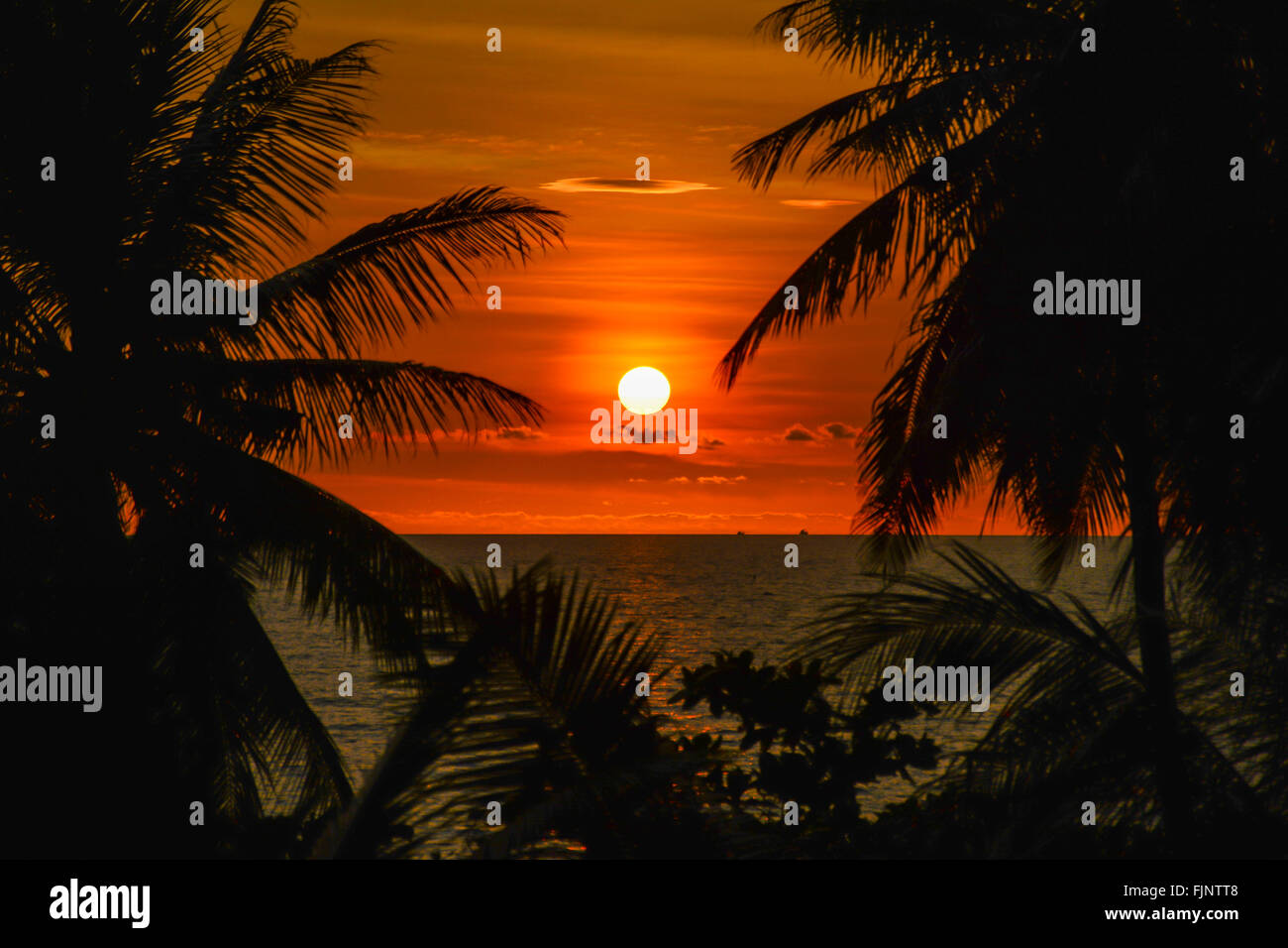 Sunset with palm trees silhouette Stock Photo - Alamy