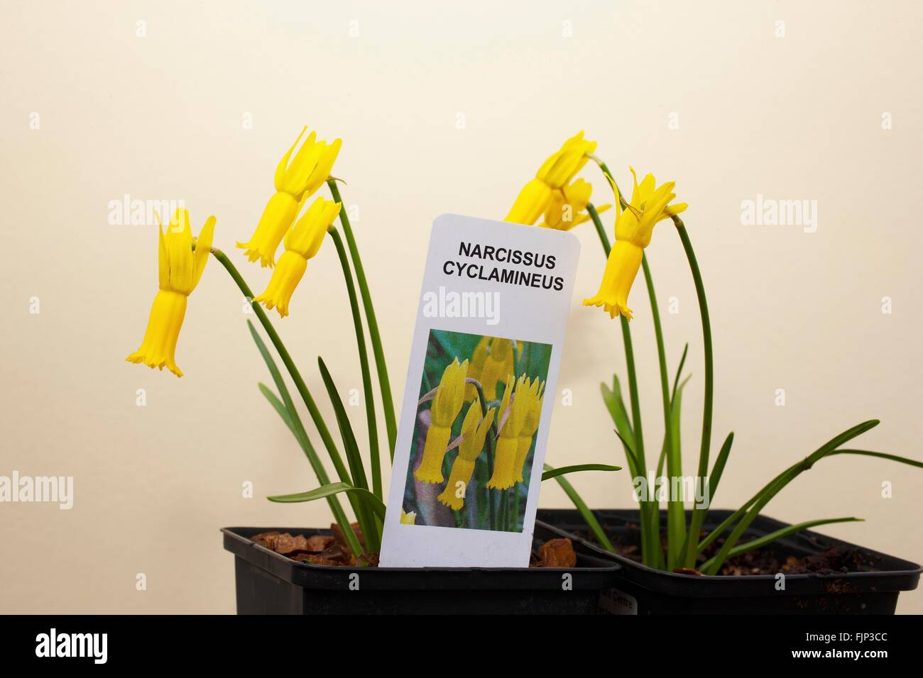 Narcissus cyclamineus (cyclamen-flowered daffodil) is a species of flowering plant in the family Amaryllidaceae, Stock Photo