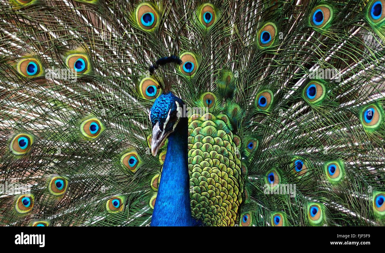 Detail Shot Of A Peacock Stock Photo