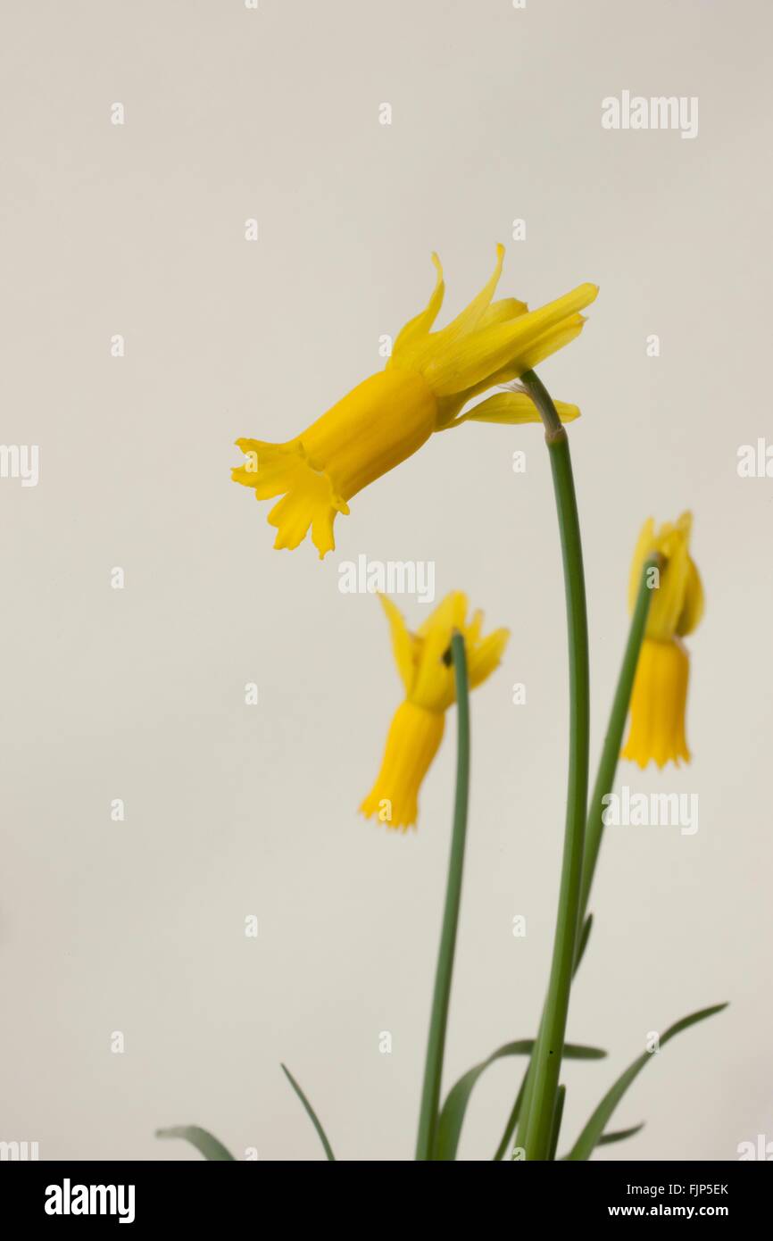 Narcissus cyclamineus (cyclamen-flowered daffodil) is a species of flowering plant in the family Amaryllidaceae, Stock Photo