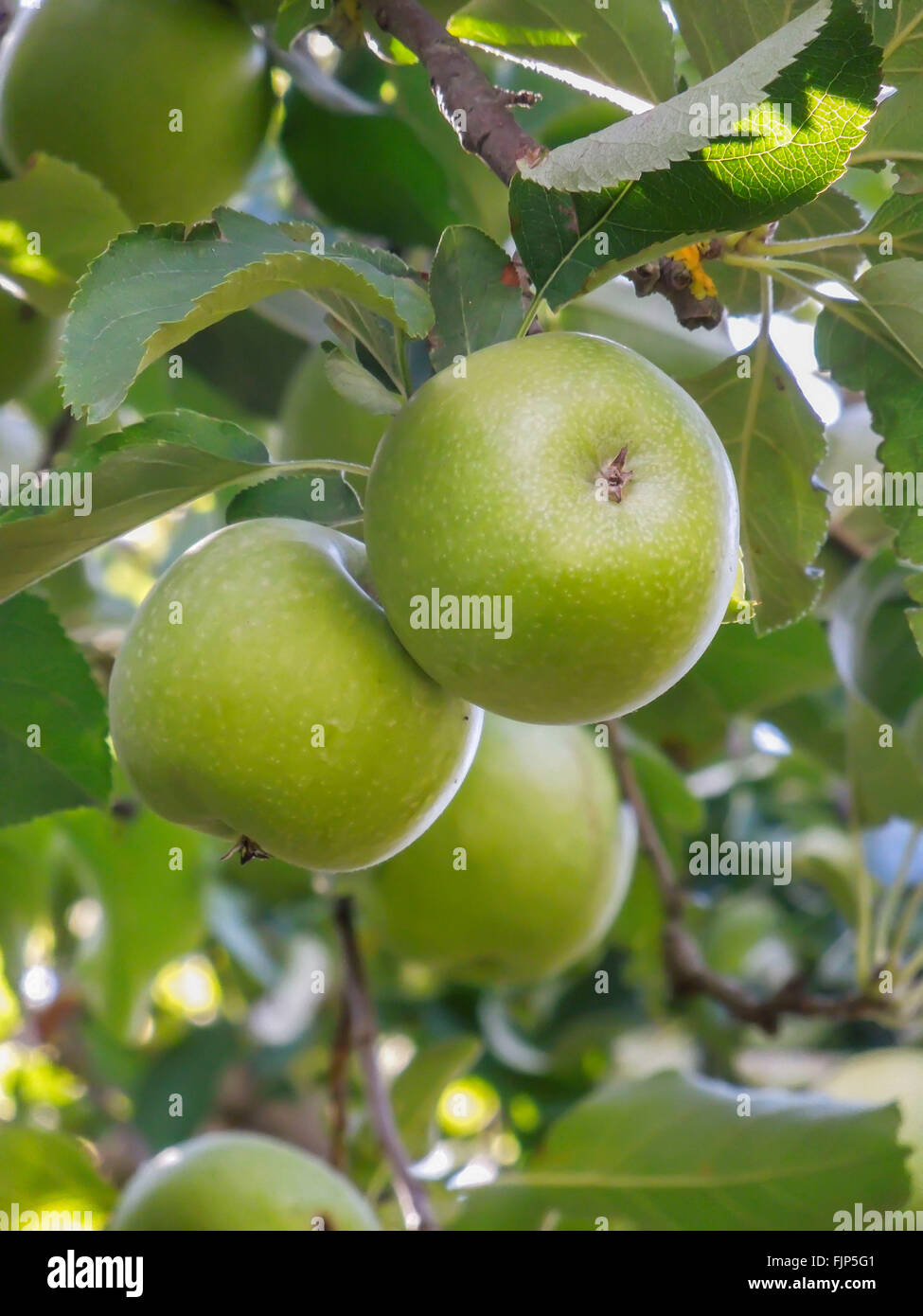 Apple co hi-res stock photography and images - Alamy