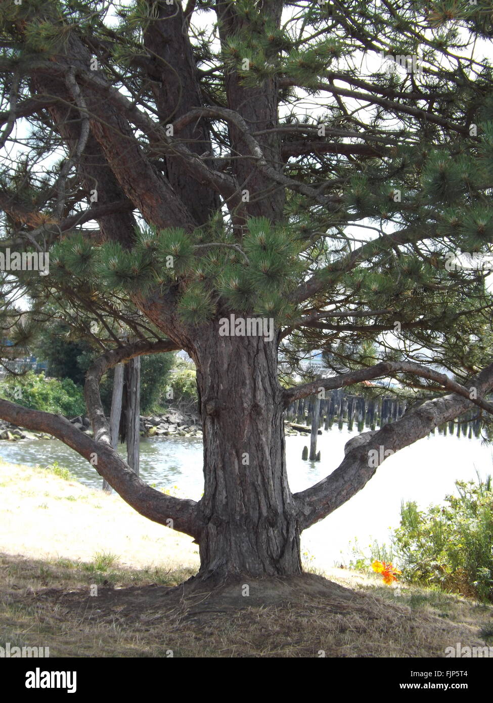 Trunk Of Pine Tree Stock Photo - Alamy