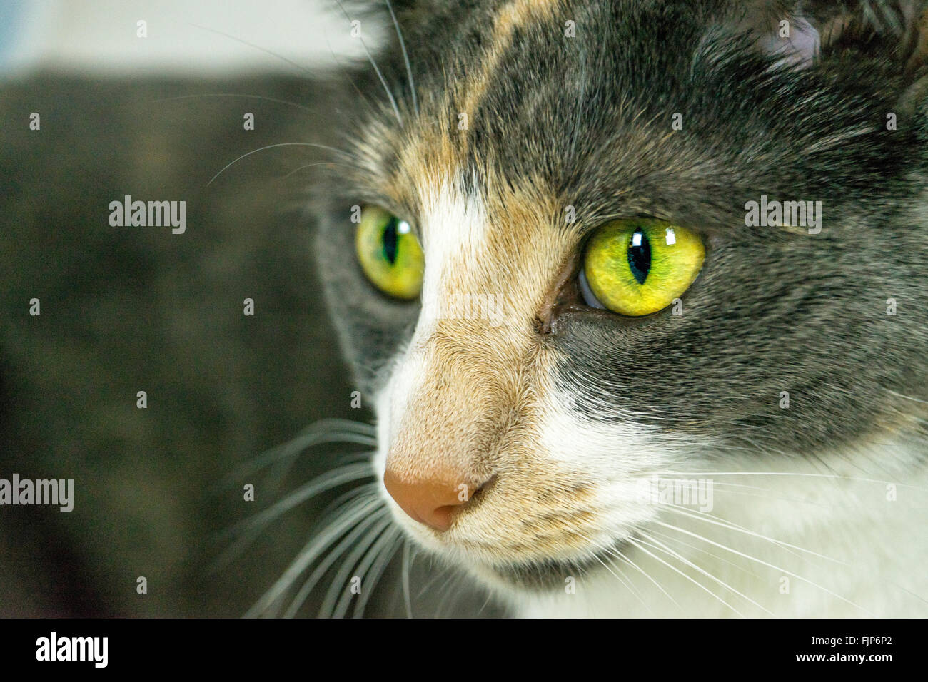 Closeup of cute grey, white and beige cat showing yellow eyes and whiskers Stock Photo