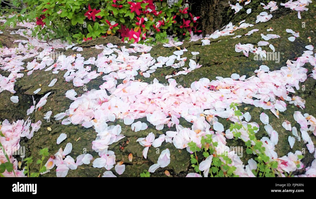 Flower petals falling hires stock photography and images Alamy