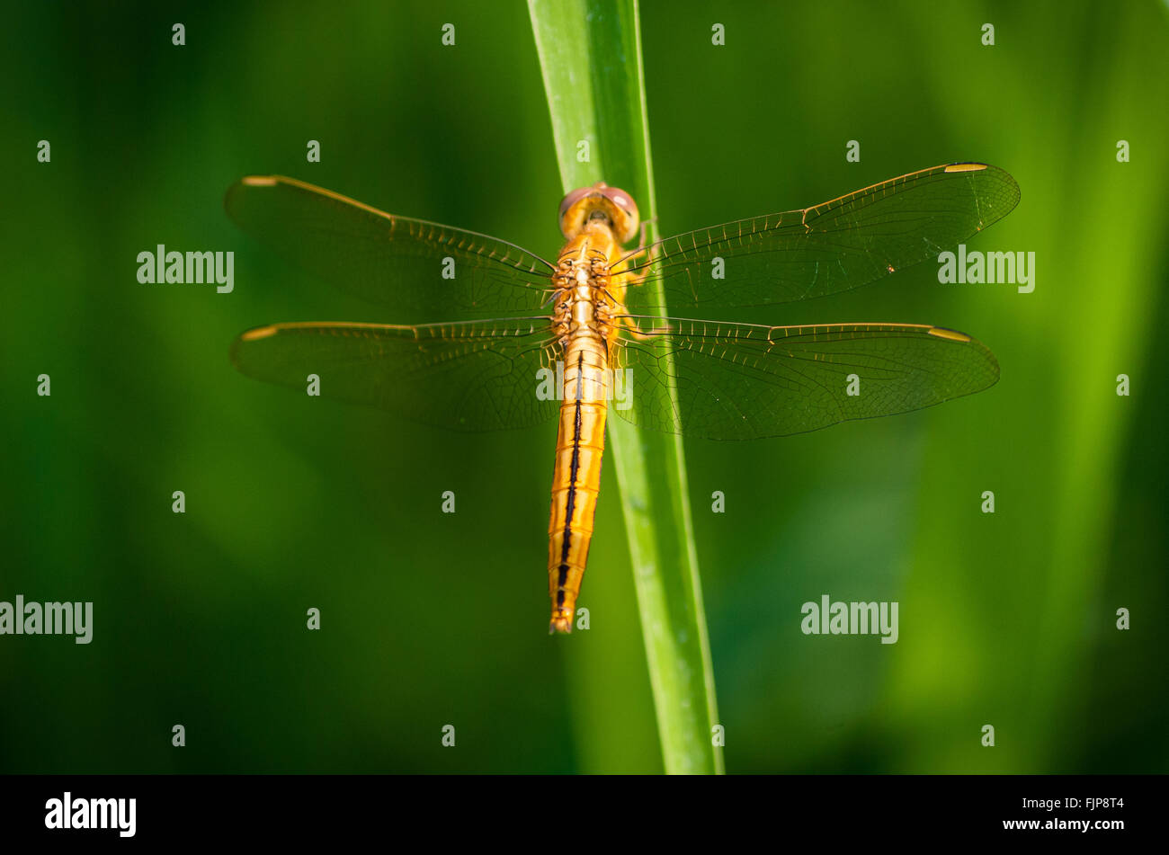 A golden dragonfly on a blade of grass, Ubud, Bali, Indonesia. Stock Photo