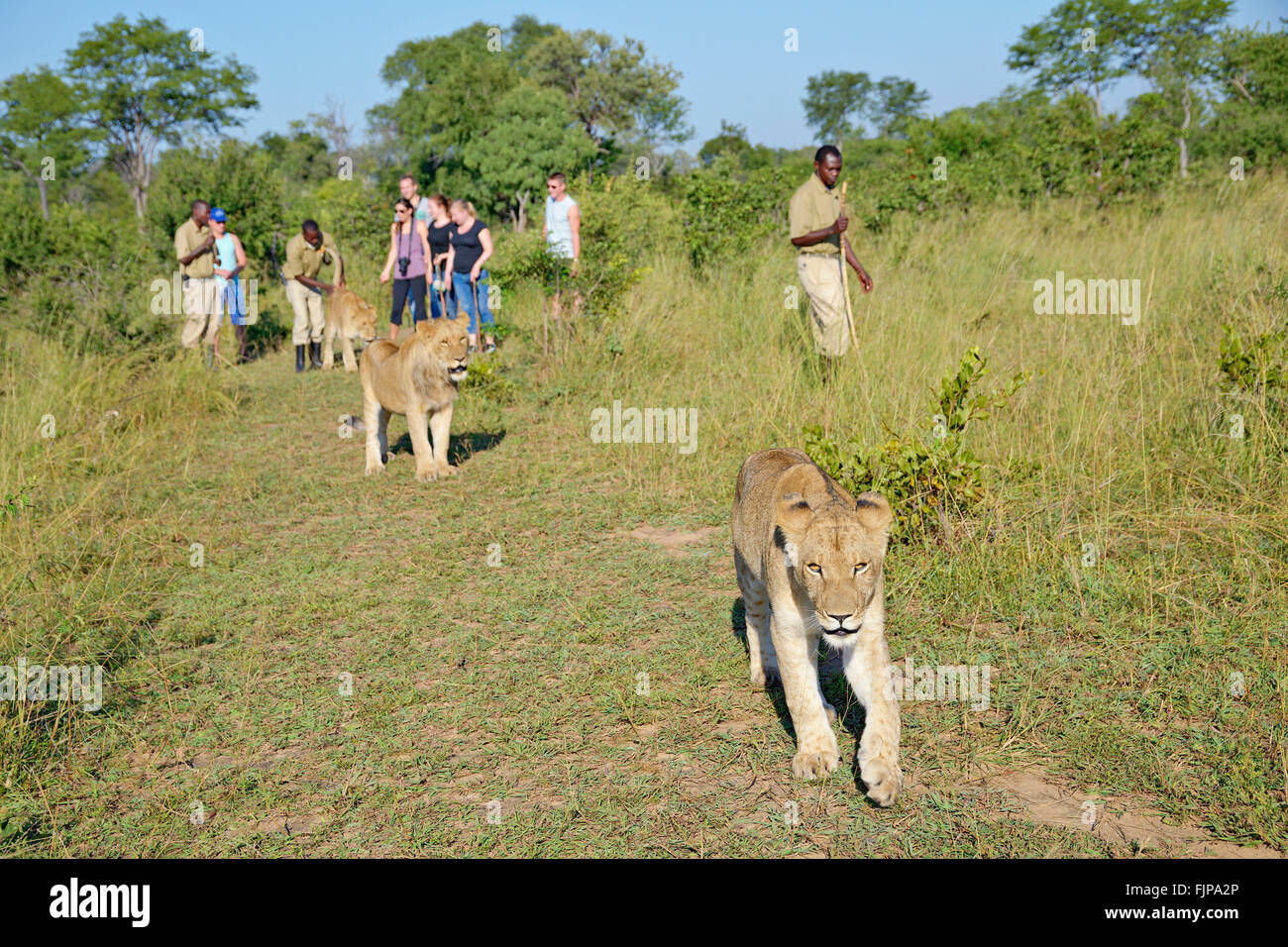 Lion Encounters organizes walking with lions near Victoria Falls, Zambia. Stock Photo