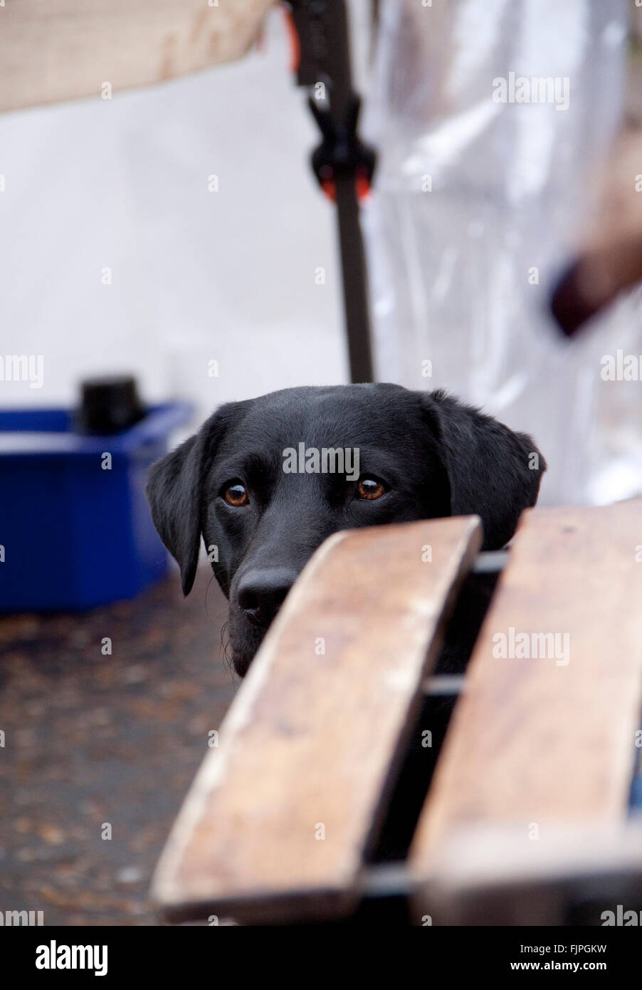 Black Labrador dog looks round a wooden bench Stock Photo