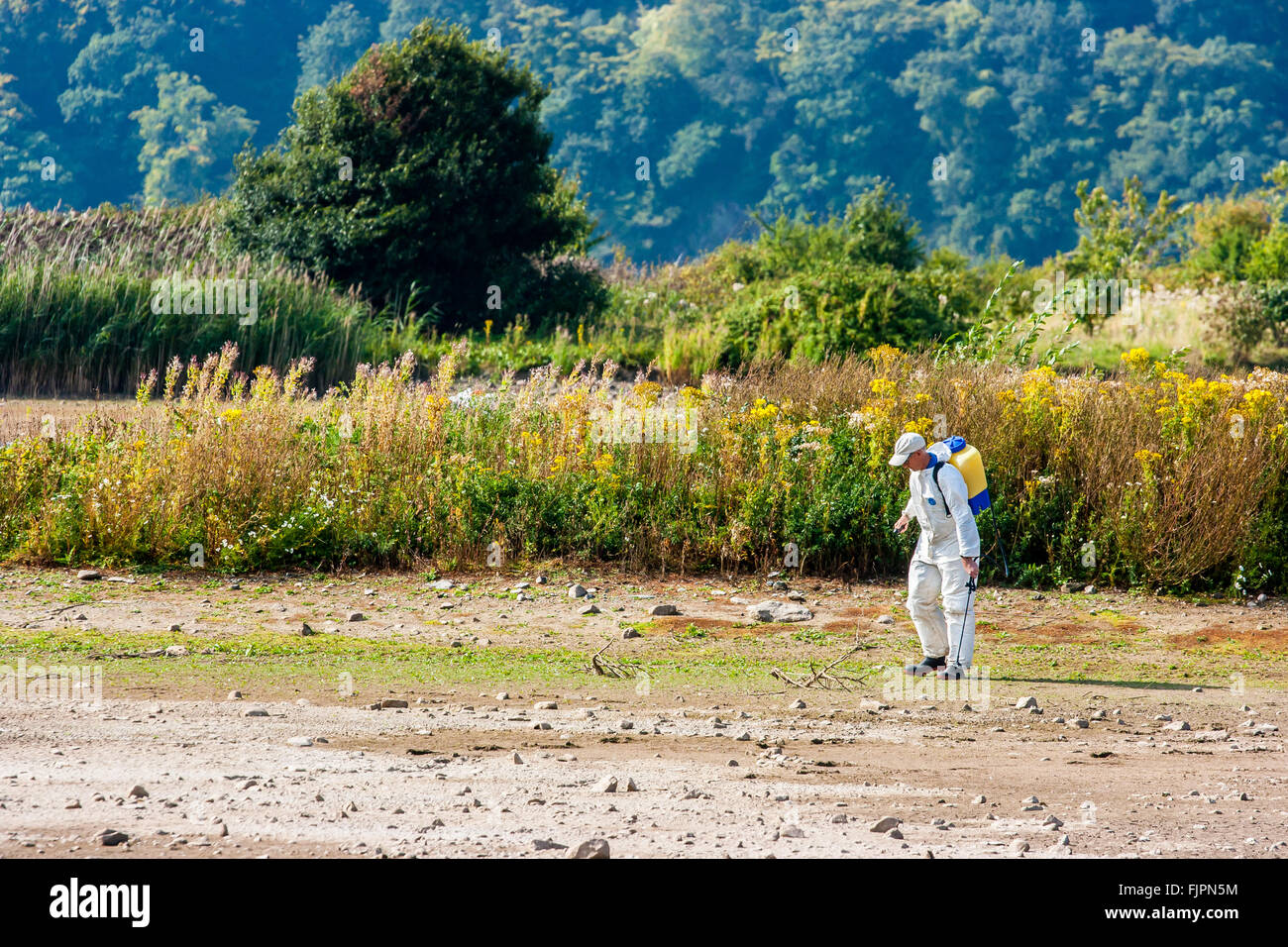 Worker in protective overalls praying weeds at Conwy RSPB nature reserve. Llandudno Junction, North Wales, Great Britain. Stock Photo