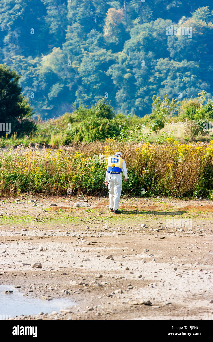 Worker in protective overalls spraying weeds at Conwy RSPB nature reserve. Llandudno Junction, North Wales, Great Britain. Stock Photo