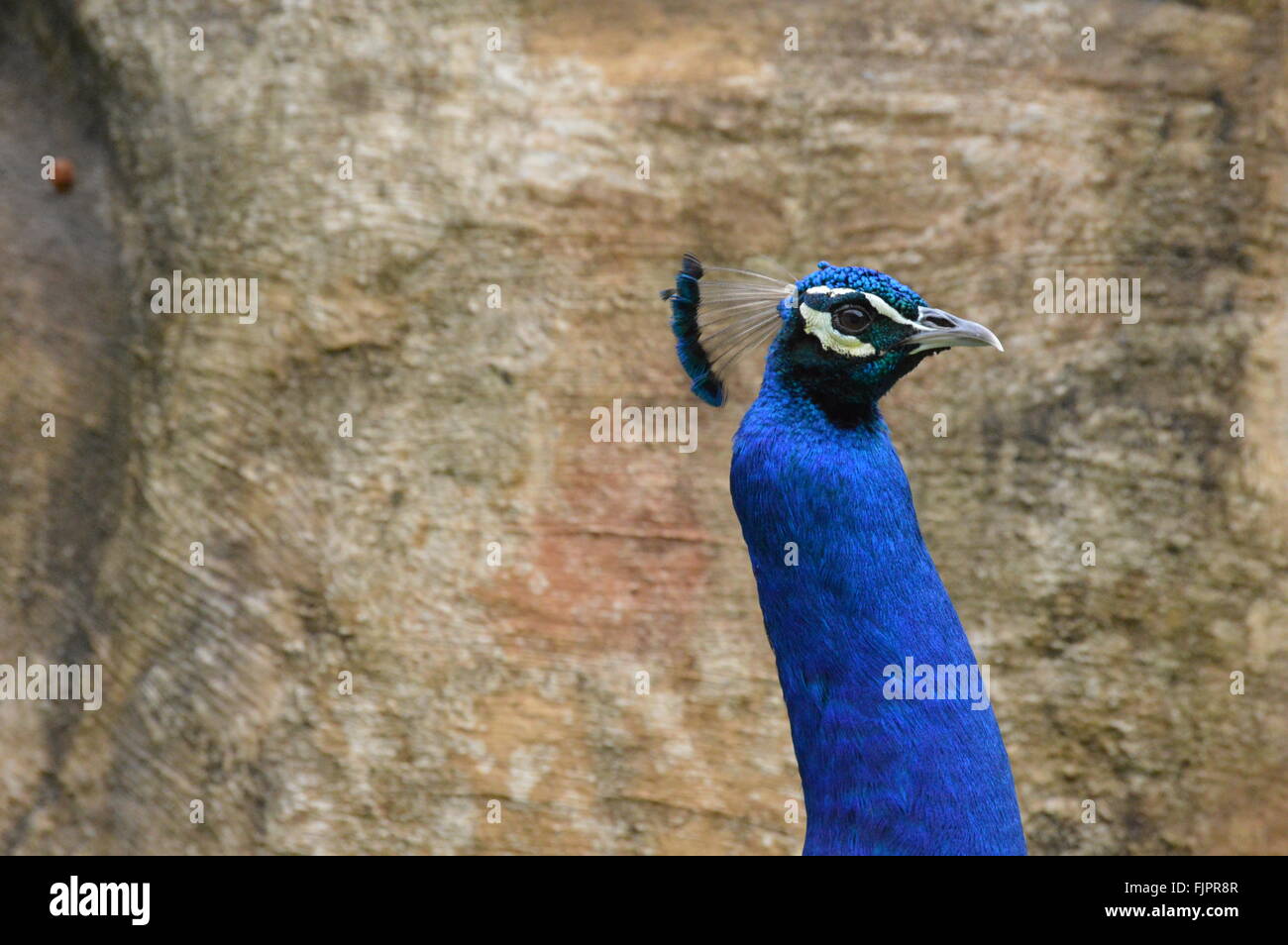 Peacock closeup close photo of a blue peacock hi-res stock photography ...