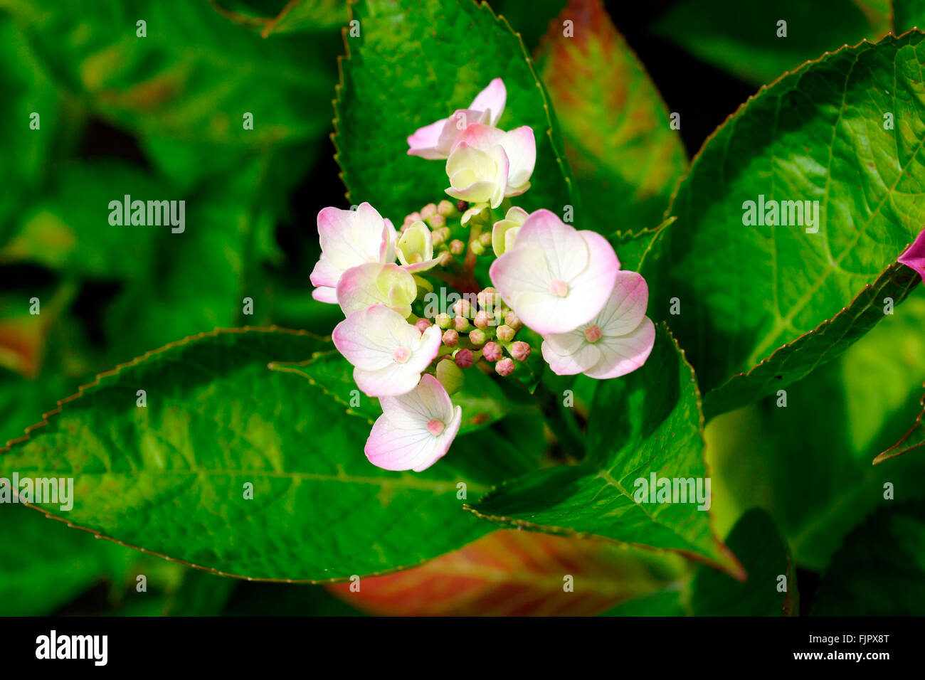 Evergreen shrubs with small pond hires stock photography and images