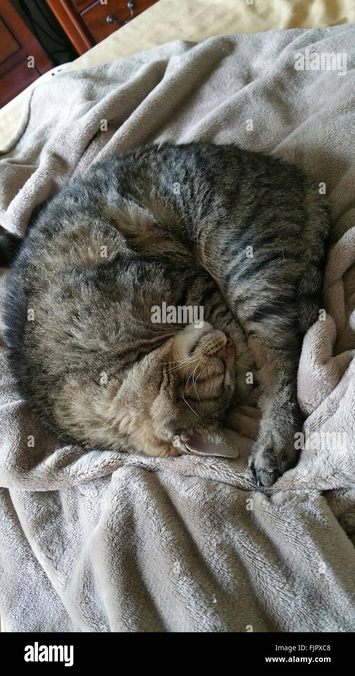 Cat Sleeping On Bed Stock Photo Alamy