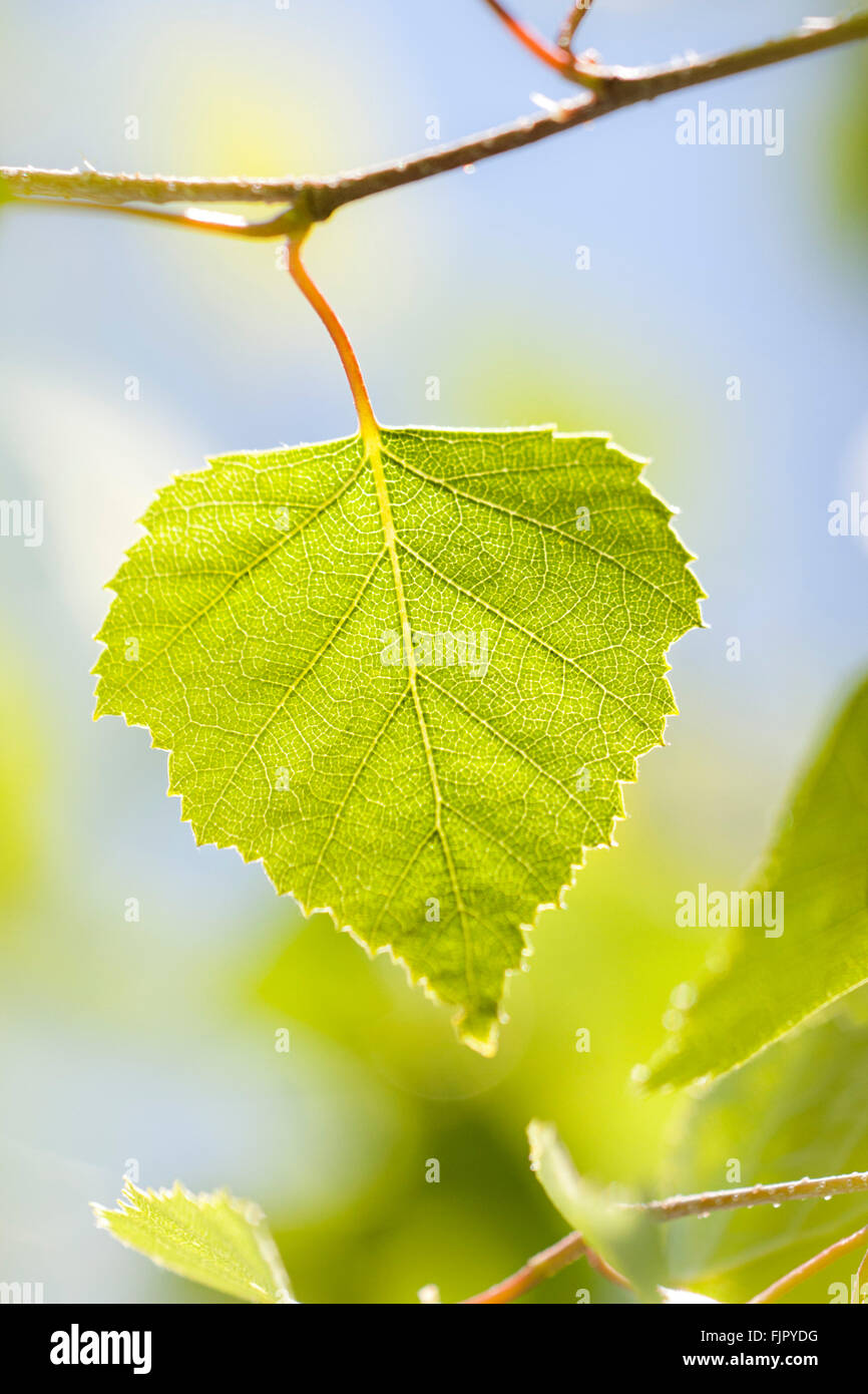 Birch leaf (Betula), backlit, Germany Stock Photo