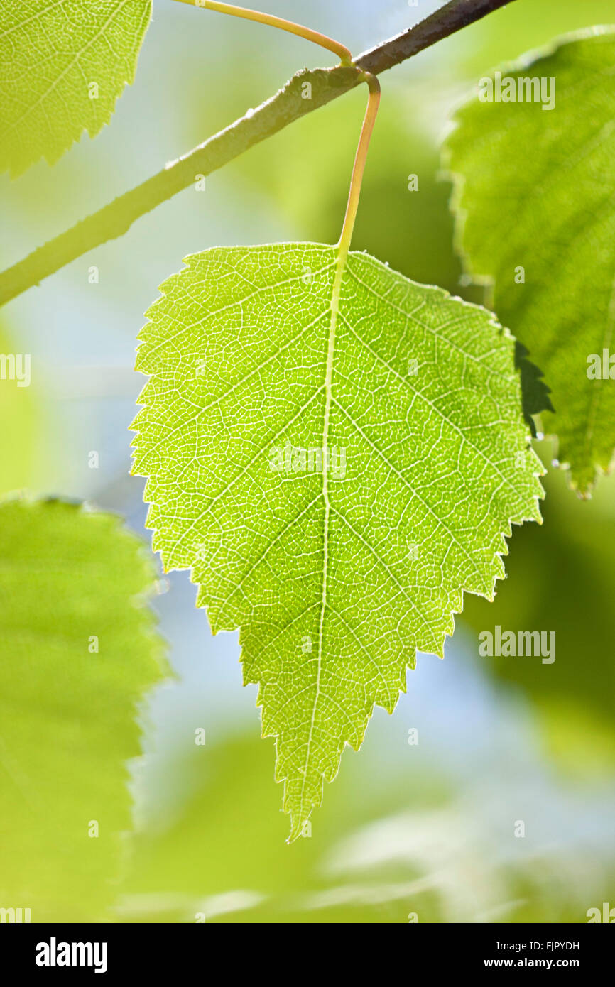 Birch leaf (Betula), backlit, Germany Stock Photo