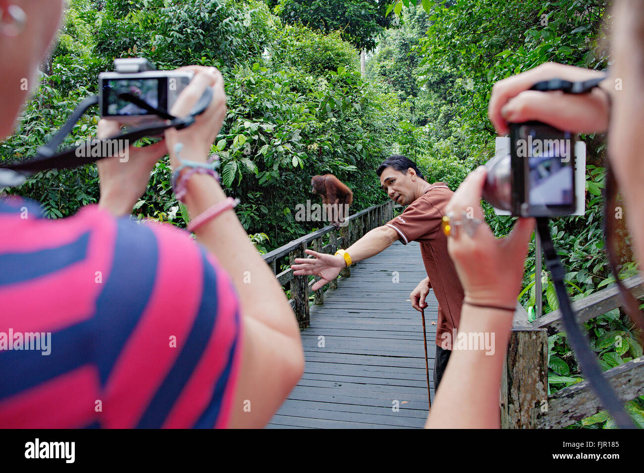 Tourist group watching an orangutan at Sepilok Orangutan Rehabilitation Centre. Sabah, Borneo. Stock Photo