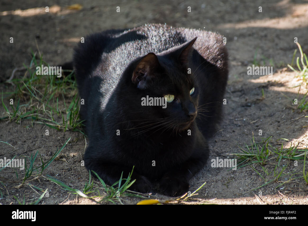 Black cat in the garden Stock Photo - Alamy