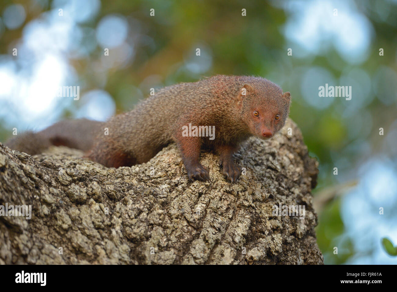 Ruddy mongoose (Herpestes smithii) staring down from top of a tree in