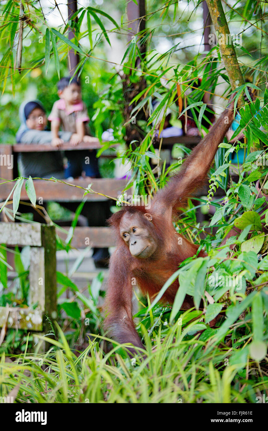 Sogo Sogo, a 7 years old female orangutan, lives at Sepilok Orangutan Rehabilitation Centre. Stock Photo