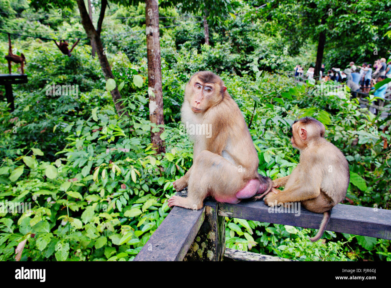 Macaque monkeys in Borneo. Stock Photo