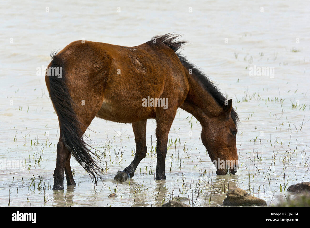 Wild horse on the Giara di Gesturi plateau, Sardinia, Italy Stock Photo
