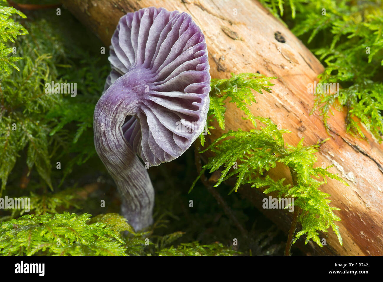 Amethyst deceiver (Laccaria amethystina), Tyrol, Austria Stock Photo