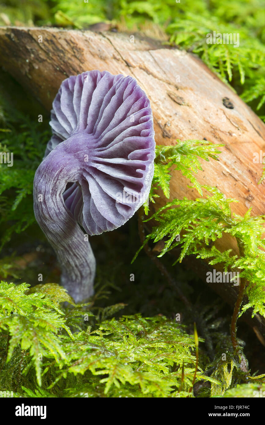 Amethyst deceiver (Laccaria amethystina), Tyrol, Austria Stock Photo