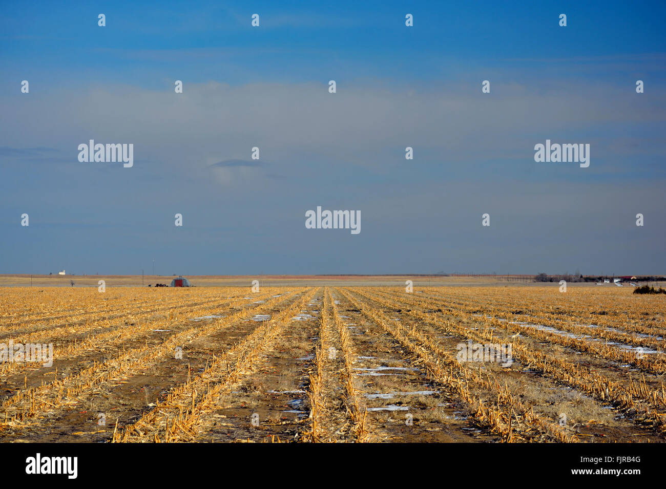 Plowed Corn Field in Winter with Snow Traces Stock Photo Alamy