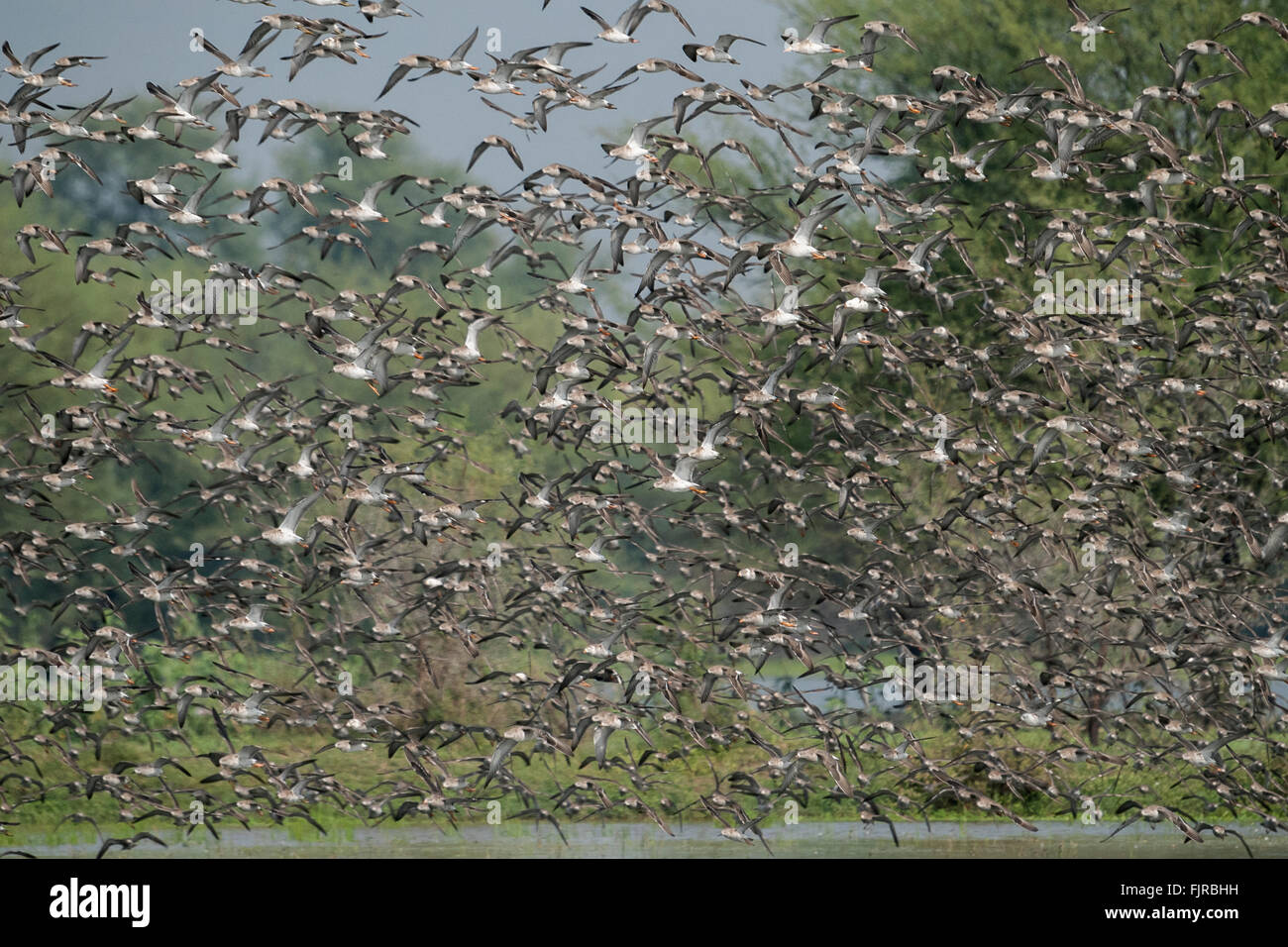 mix flock of waders taking off Stock Photo Alamy