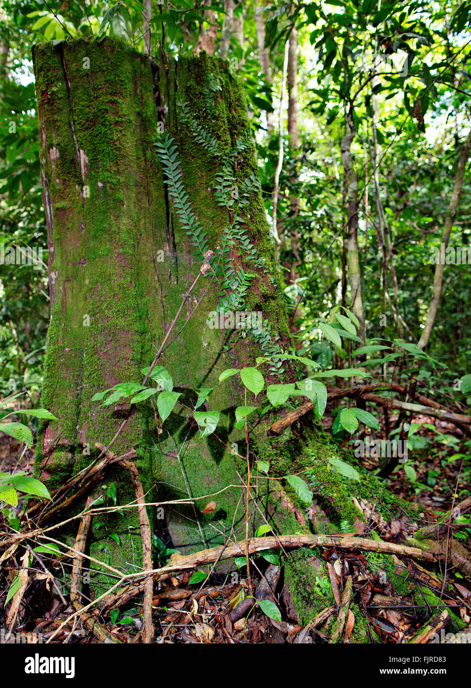 Hardwood trees hi-res stock photography and images - Alamy
