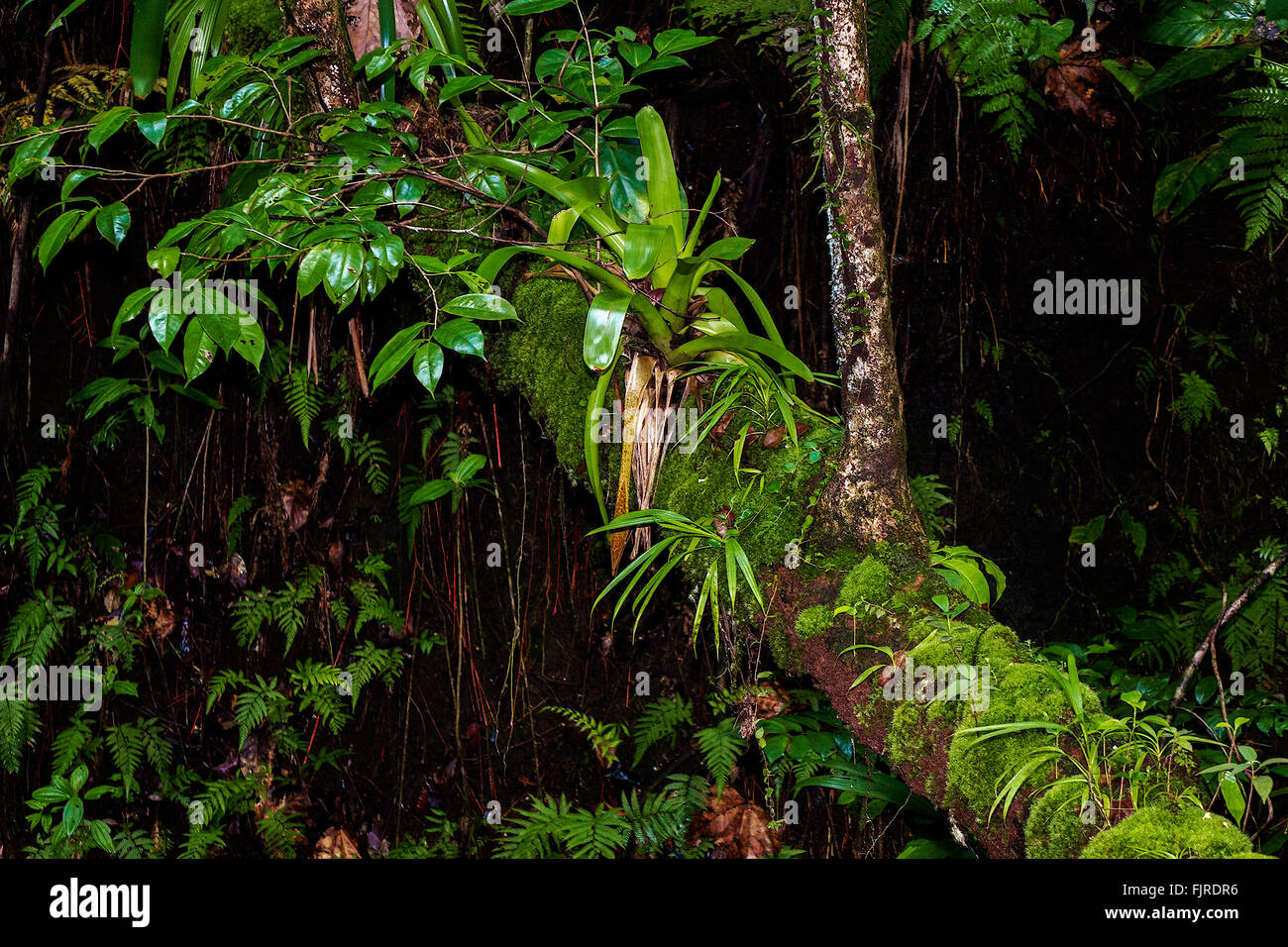 Tillandsia Plants Dominica West Indies Stock Photo