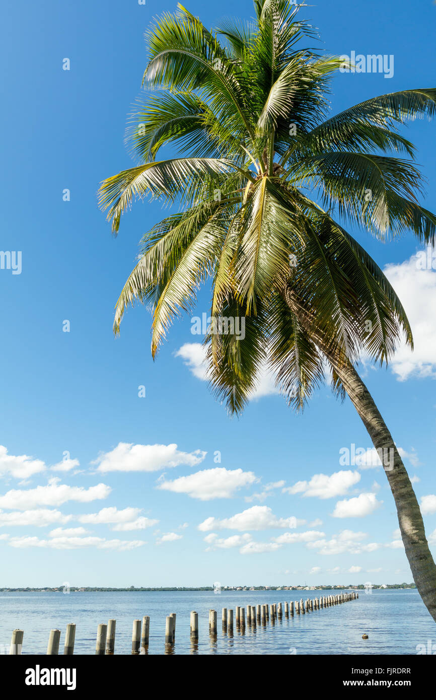 Edison Pier in Caloosahatchee River and palm trees in Fort Myers, Florida, USA Stock Photo