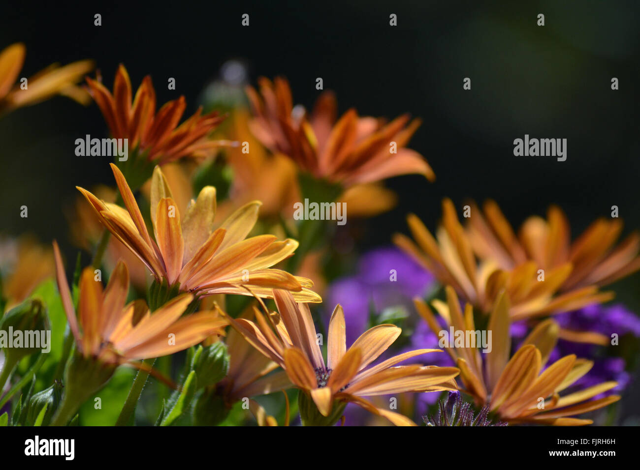When Orange Flowers Bloom, No One Suspects the Secret Inside