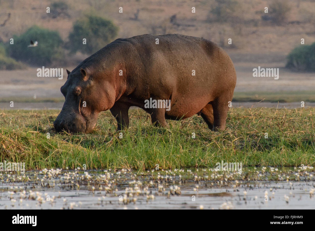 Hippo eating Stock Photo