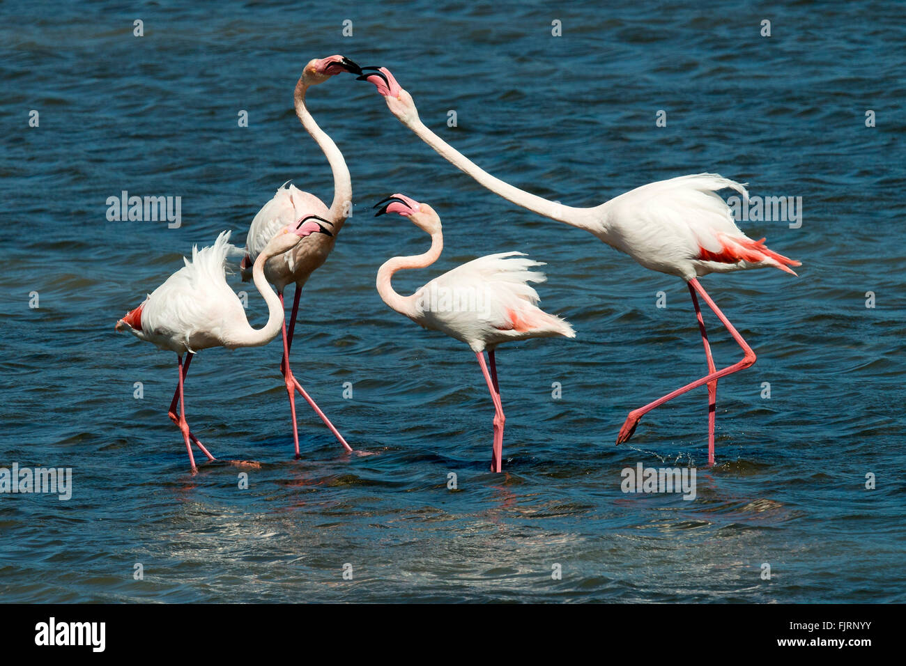 Pink flamingos (Phoenicopterus ruber), pecking, Sardinia, Italy Stock Photo