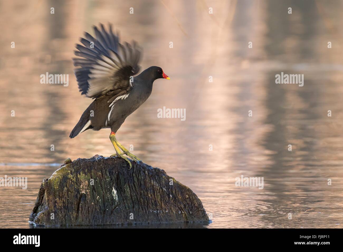 Moorhen (Gallinula chloropus) on the outlook on a stump in the water flapping its wings, Hesse, Germany Stock Photo