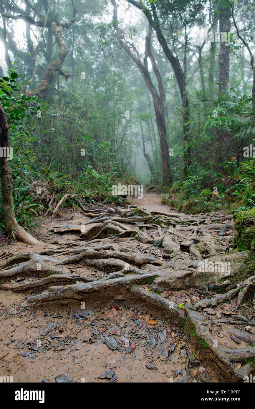 Trekking path on the side of Mount Kinabalu, the highest mountain of Borneo. Stock Photo