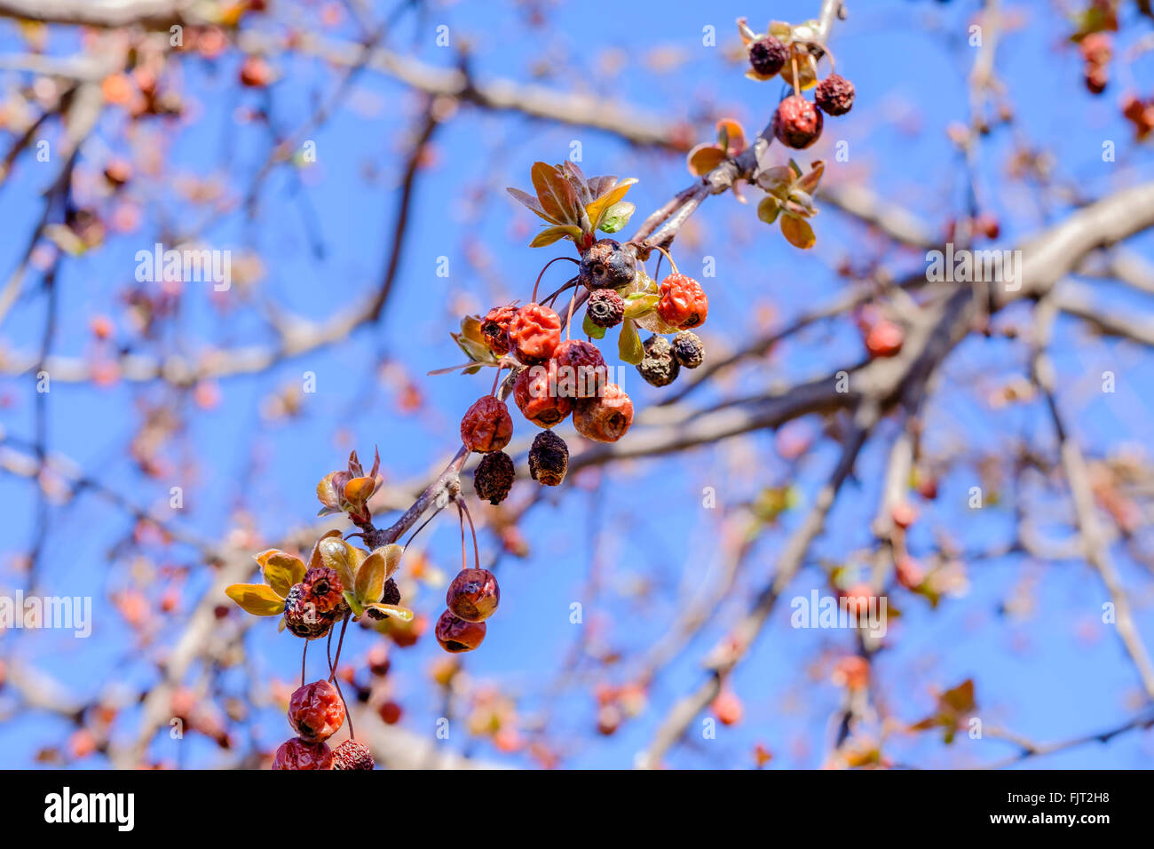 New spring leaves emerge around old fruit in late February on a crabapple tree,Malus, in Oklahoma, USA. Stock Photo