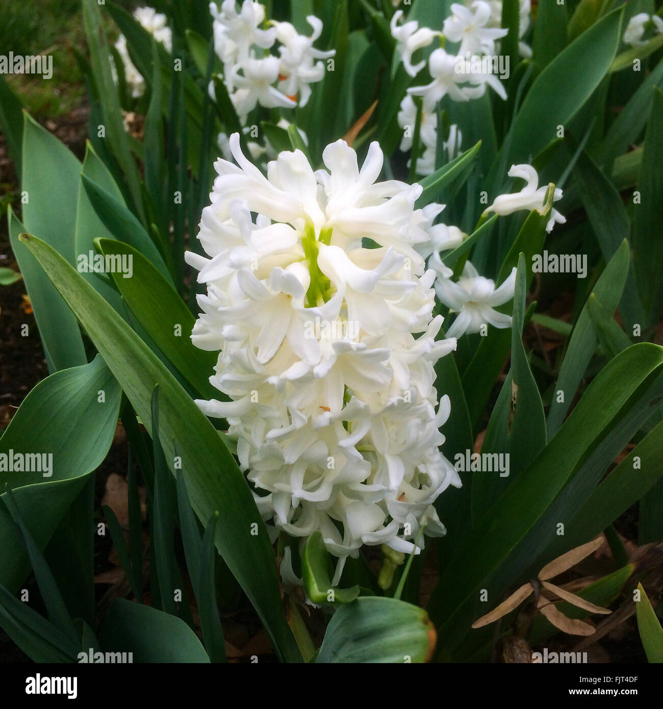 A white hyacinth in an atlanta garden in springtime Stock Photo