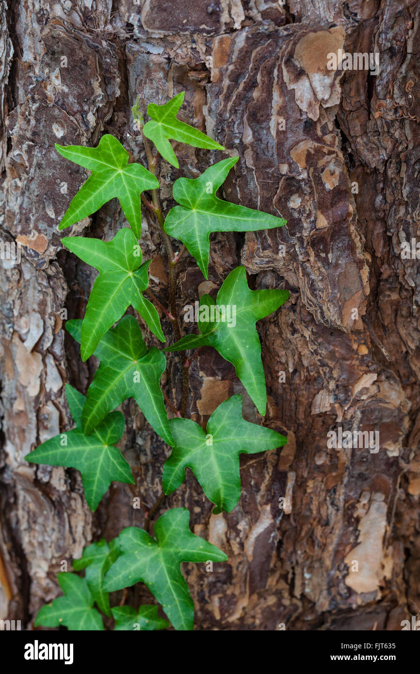 English ivy growing up the trunk of a pine tree in Florida Stock Photo