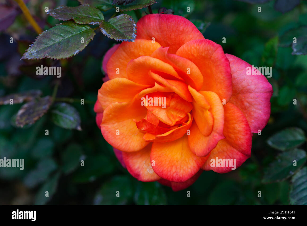 A miniature yellow and pink rose Stock Photo
