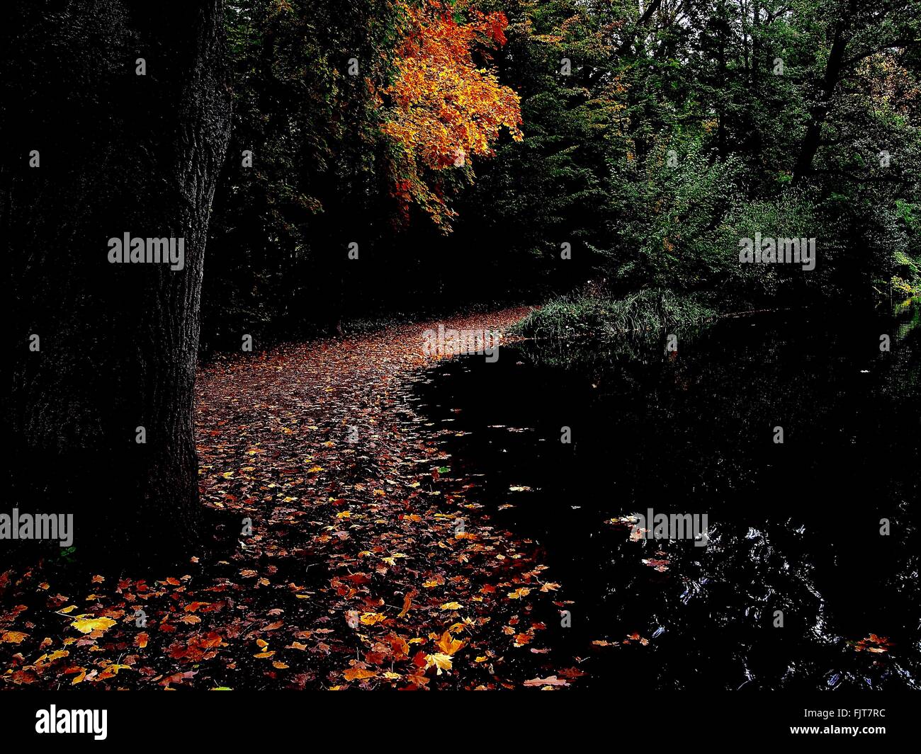 Autumn Leaves Fallen On Lake In Forest Stock Photo - Alamy